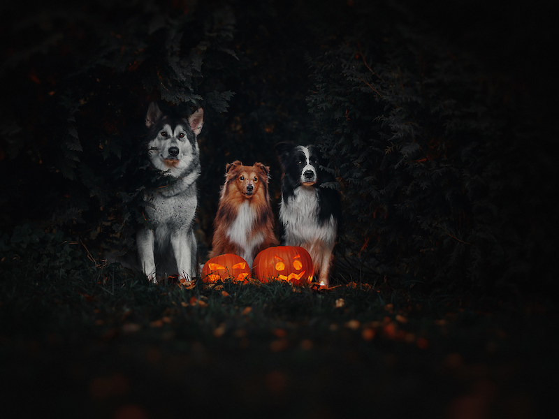 Bild von Halloween-Spezial