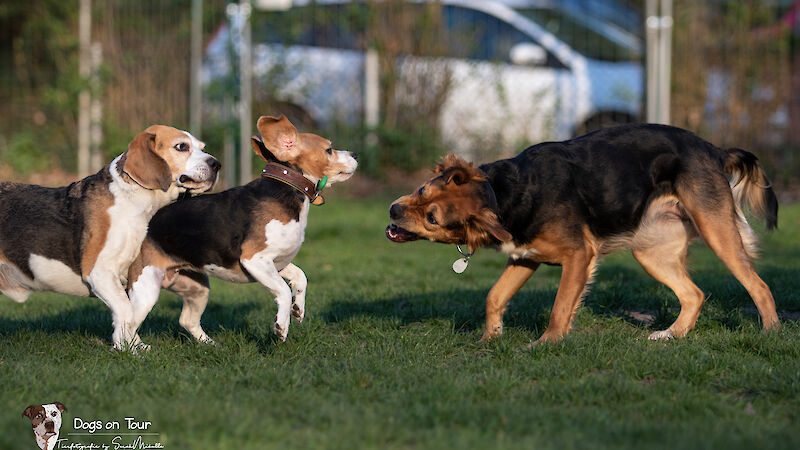 Bild von Let´s talk about Dogs