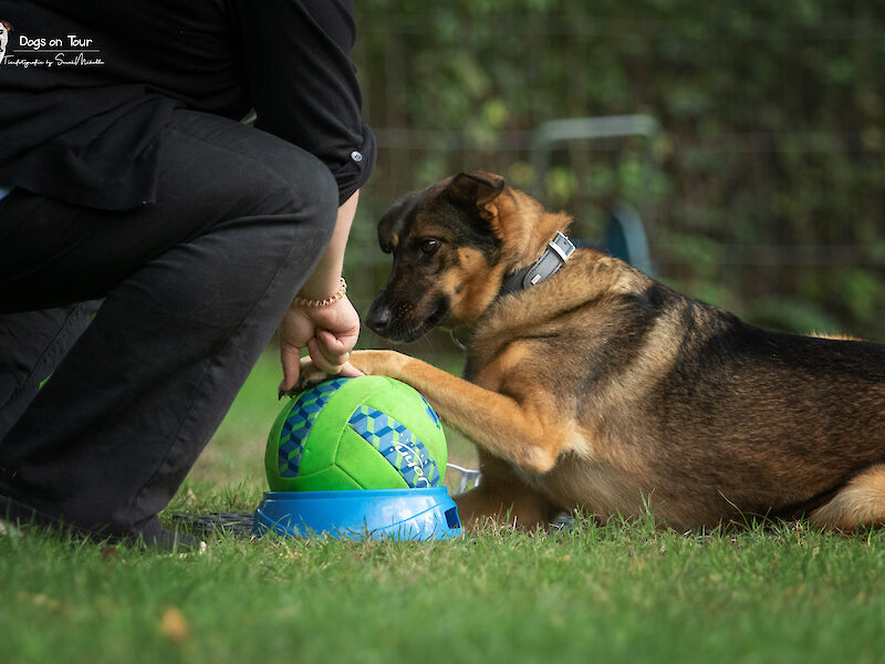 Bild von Next Step - Intensivkurs