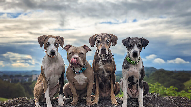 Bild von Next Step - Intensivkurs